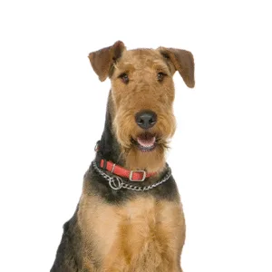 Petland Largo Florida Airedale Terrier