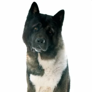 Petland Largo Florida Akita