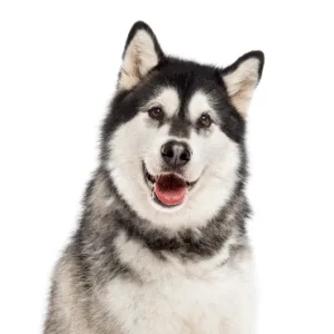 Petland Largo Florida Alaskan Malamute