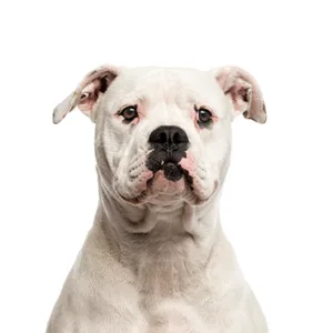 Petland Largo Florida American Bulldog