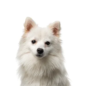 Petland Largo Florida American Eskimo