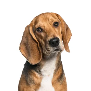 Petland Largo Florida American Foxhound