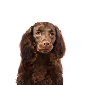 Petland Largo Florida American Water Spaniel