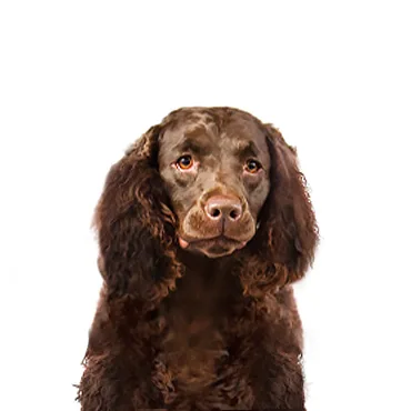 Petland Largo Florida American Water Spaniel