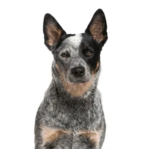 Petland Largo Florida Australian Cattle Dog