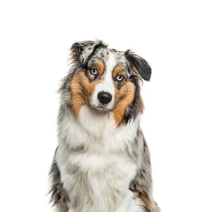 Petland Largo Florida Australian Shepherd