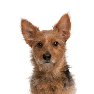 Petland Largo Florida Australian Terrier
