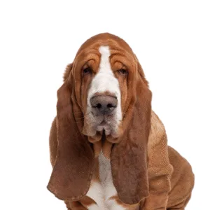 Petland Largo Florida Basset Hound