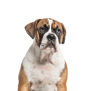 Petland Largo Florida Bea-Bull