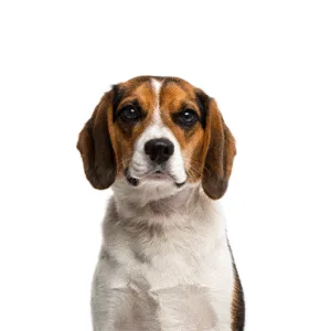 Petland Largo Florida Beagle