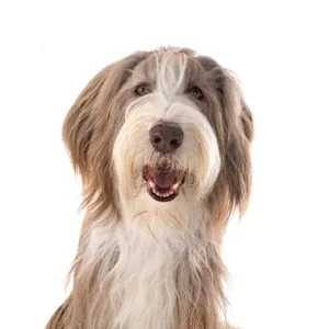 Petland Largo Florida Bearded Collie