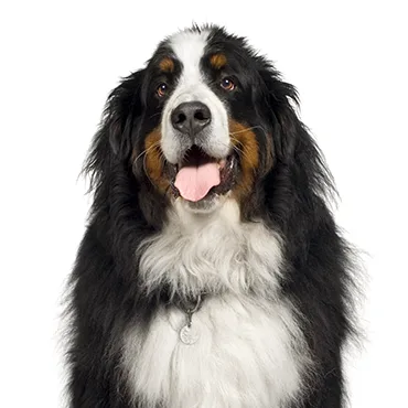 Petland Largo Florida Bernese Mountain Dog