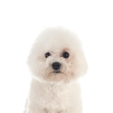Petland Largo Florida Bichon Frise