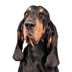 Petland Largo Florida Black and Tan Coonhound