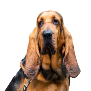 Petland Largo Florida Bloodhound