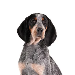 Petland Largo Florida Bluetick Coonhound