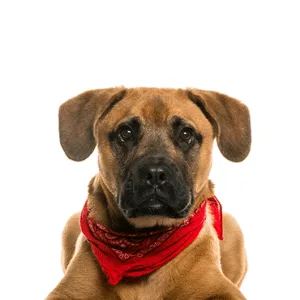 Petland Largo Florida Boggle