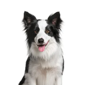 Petland Largo Florida Border Collie