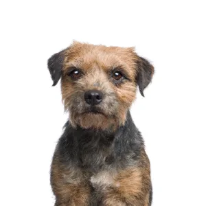 Petland Largo Florida Border Terrier