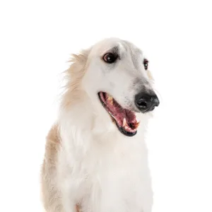 Petland Largo Florida Borzoi
