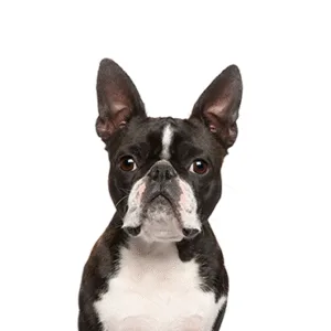 Petland Largo Florida Boston Terrier