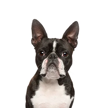 Petland Largo Florida Boston Terrier