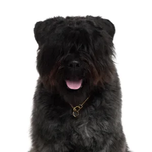Petland Largo Florida Bouvier des Flandres