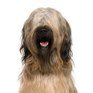 Petland Largo Florida Briard
