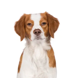 Petland Largo Florida Brittany
