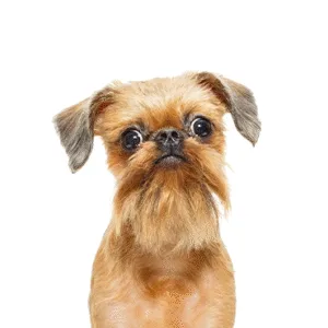 Petland Largo Florida Brussels Griffon