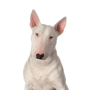Petland Largo Florida Bull Terrier