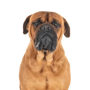 Petland Largo Florida Bullmastiff