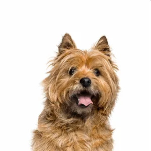 Petland Largo Florida Cairn Terrier