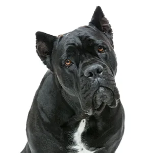 Petland Largo Florida Cane Corso