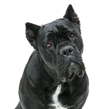Petland Largo Florida Cane Corso