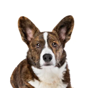 Petland Largo Florida Cardigan Welsh Corgi