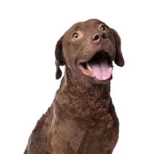 Petland Largo Florida Chesapeake Bay Retriever
