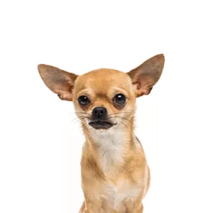 Petland Largo Florida Chihuahua