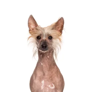 Petland Largo Florida Chinese Crested