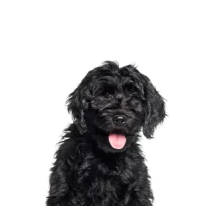 Petland Largo Florida Cockapoo
