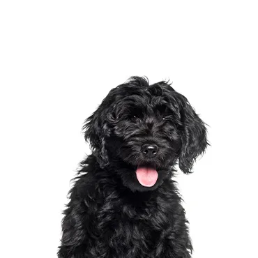 Petland Largo Florida Cockapoo