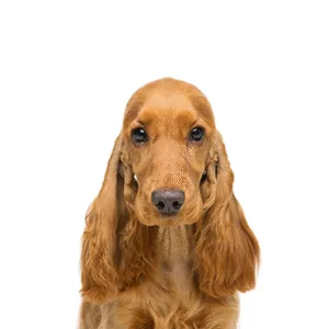 Petland Largo Florida Cocker Spaniel
