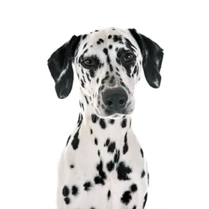 Petland Largo Florida Dalmatian