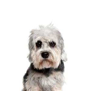 Petland Largo Florida Dandie Dinmont Terrier