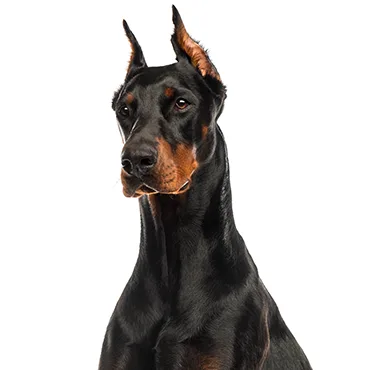 Petland Largo Florida Doberman Pinscher