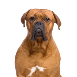 Petland Largo Florida Dogue de Bordeaux