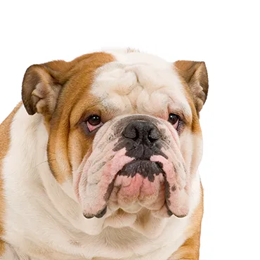 Petland Largo Florida English Bulldog