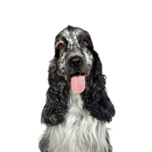 Petland Largo Florida English Cocker Spaniel
