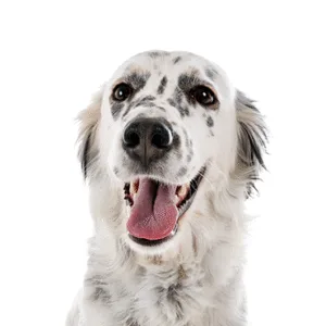Petland Largo Florida English Setter
