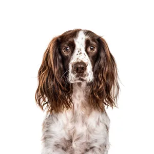 Petland Largo Florida English Springer Spaniel